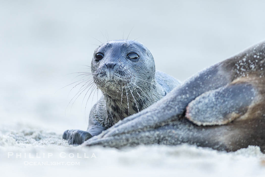 A newborn harbor seal pup, only a few minutes old, peeks over its mother who is resting after having just given birth.  The pup is nuzzling and smelling its mothers belly, looking for mammary glands so that it can nurse.  Within an hour of being born, this pup had learned to nurse and had entered the ocean for its first swim. La Jolla, California, USA, Phoca vitulina richardsi, natural history stock photograph, photo id 39120