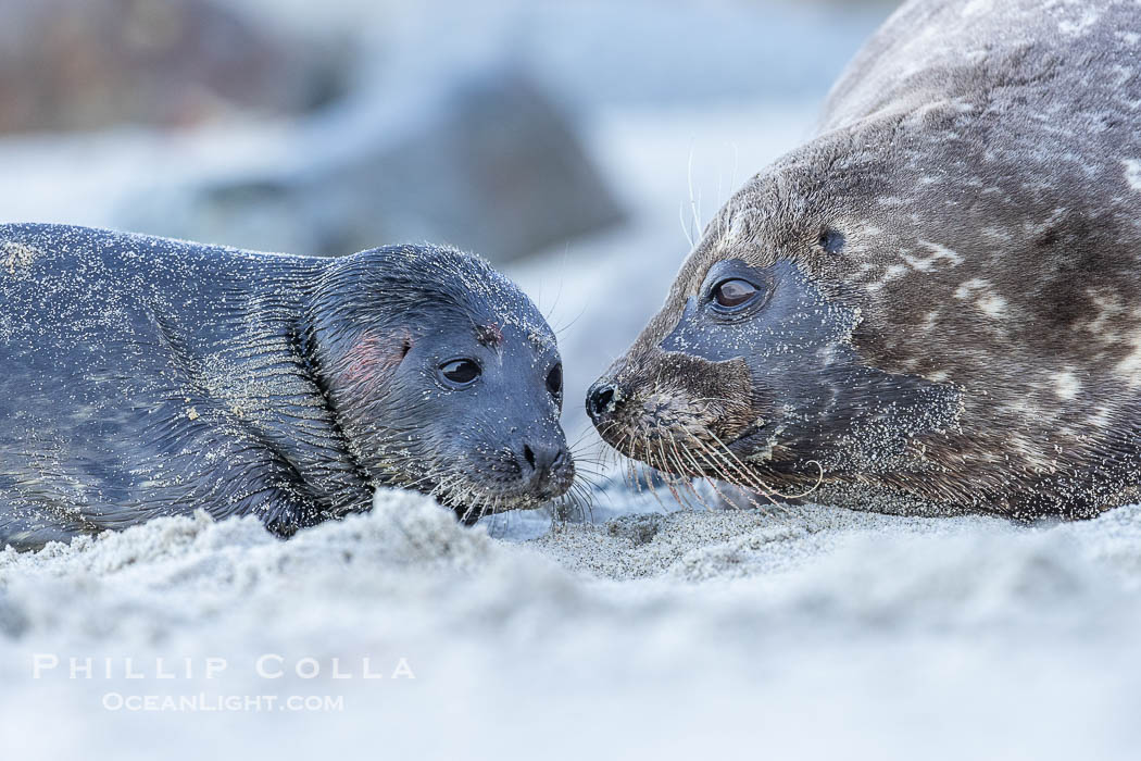A newborn harbor seal pup, only a few minutes old, is nuzzled by its mother shortly after birth. Blood is still on the tiny pups fur coat.  The pair will nuzzle frequently to solidify the bond they must maintain as the pup is nearly helpless. In just four to six weeks the pup will be weaned off its mothers milk and must forage for its own food. La Jolla, California, USA, Phoca vitulina richardsi, natural history stock photograph, photo id 39073