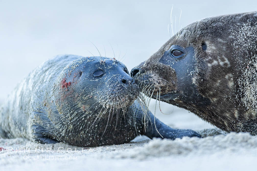 A newborn harbor seal pup in La Jolla, only a few minutes old, is nuzzled by its mother shortly after birth. Blood is still on the tiny pups fur coat.  The pair will nuzzle frequently to solidify the bond they must maintain as the pup is nearly helpless. In just four to six weeks the pup will be weaned off its mothers milk and must forage for its own food, Phoca vitulina richardsi