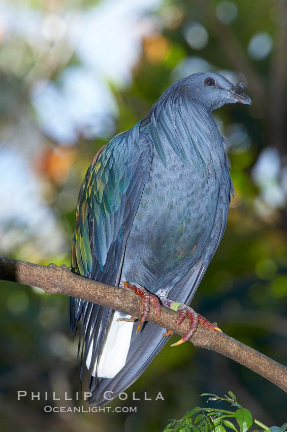 Nicobar pidgeon, native to the Solomon Islands and Philippines., Caloenas nicobarica nicobarica, natural history stock photograph, photo id 12754