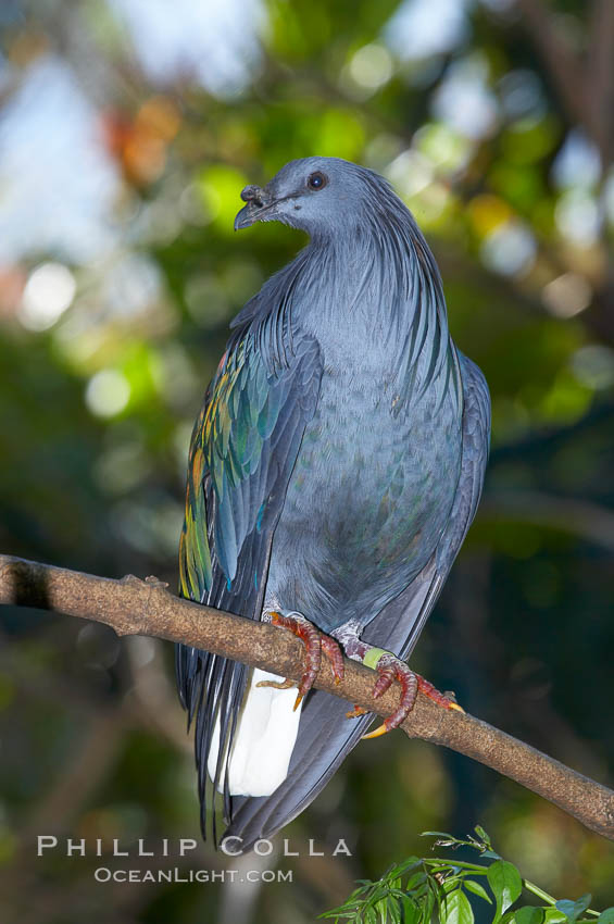 Nicobar pidgeon, native to the Solomon Islands and Philippines., Caloenas nicobarica nicobarica, natural history stock photograph, photo id 12755