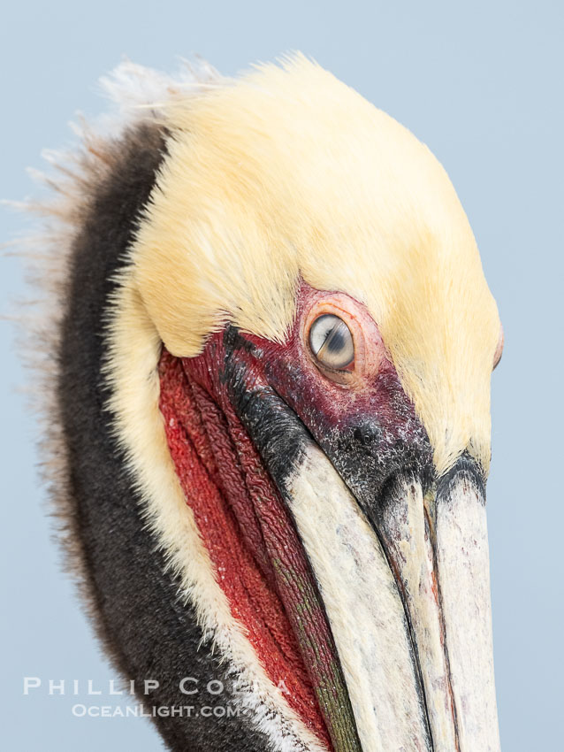 Nictitating Membrane Partially Covering Brown Pelican Eye. The nictitating membrane, or nictating membrane, is a translucent membrane that forms an inner eyelid in birds, reptiles, and some mammals. It can be drawn across the eye to protect it while diving in the ocean, from sand and dust and keep it moist. La Jolla, California, USA, Pelecanus occidentalis, Pelecanus occidentalis californicus, natural history stock photograph, photo id 40253