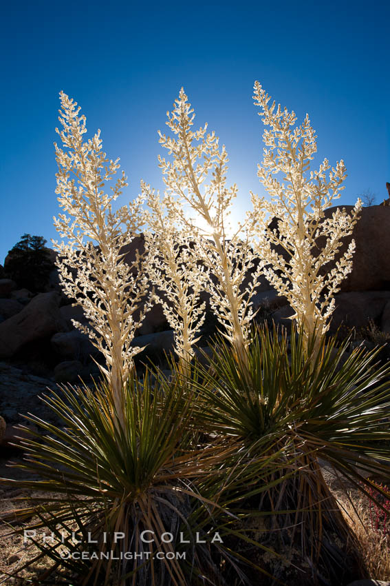 Parry's Nolina, or Giant Nolina, a flowering plant native to southern California and Arizona founds in deserts and mountains to 6200'. It can reach 6' in height with its flowering inflorescence reaching 12'. Joshua Tree National Park, USA, Nolina parryi, natural history stock photograph, photo id 26754