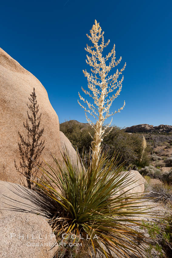 Parry's Nolina, or Giant Nolina, a flowering plant native to southern California and Arizona founds in deserts and mountains to 6200'. It can reach 6' in height with its flowering inflorescence reaching 12'. Joshua Tree National Park, USA, Nolina parryi, natural history stock photograph, photo id 26768