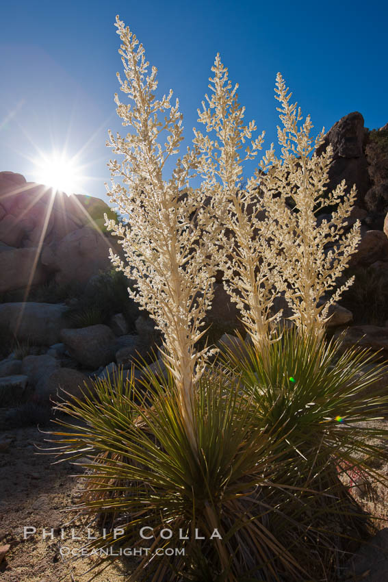 Parry's Nolina, or Giant Nolina, a flowering plant native to southern California and Arizona founds in deserts and mountains to 6200'. It can reach 6' in height with its flowering inflorescence reaching 12'. Joshua Tree National Park, USA, Nolina parryi, natural history stock photograph, photo id 26727