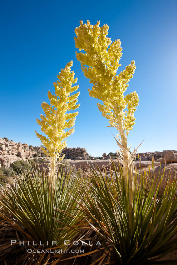 Parry's Nolina, or Giant Nolina, a flowering plant native to southern California and Arizona founds in deserts and mountains to 6200'. It can reach 6' in height with its flowering inflorescence reaching 12'. Joshua Tree National Park, USA, Nolina parryi, natural history stock photograph, photo id 26759