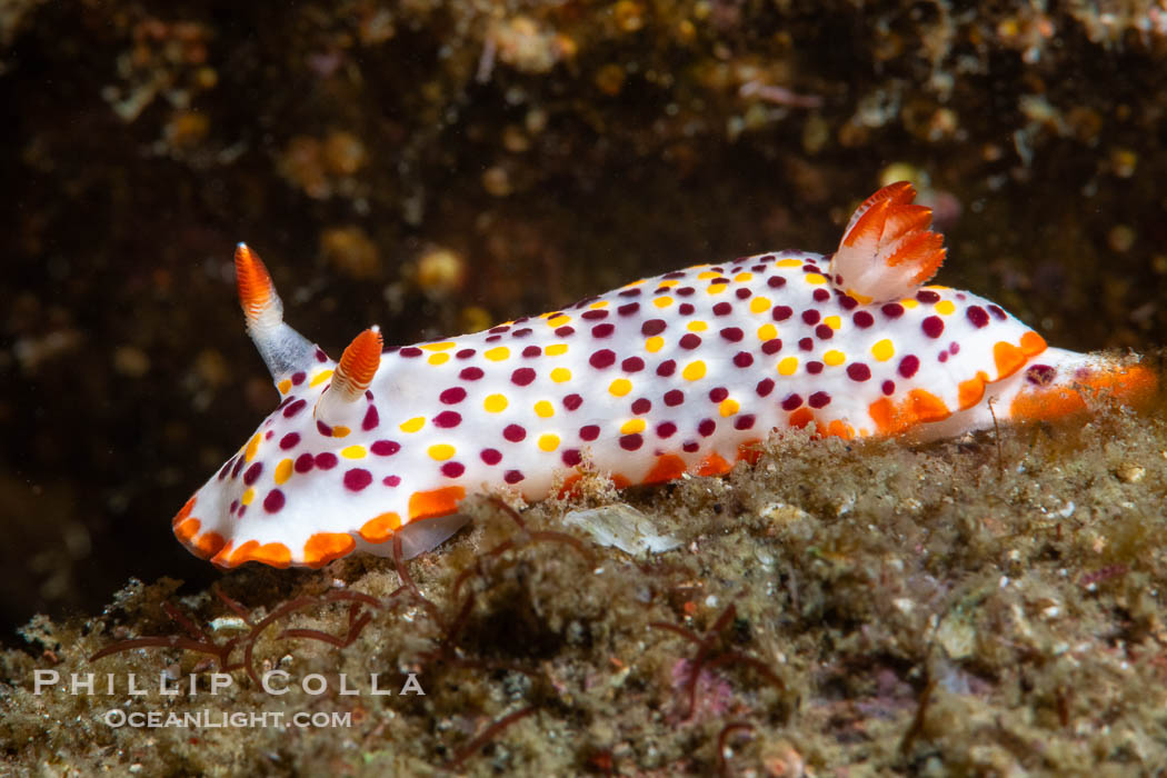 Norris' Chromodorid, Felimida norrisi, Sea of Cortez, Mexico, Felimida norrisi, Isla Angel de la Guarda, Baja California Norris' Chromodorid, Felimida norrisi, Sea of Cortez, Mexico, Felimida norrisi, Isla Angel de la Guarda, Baja California