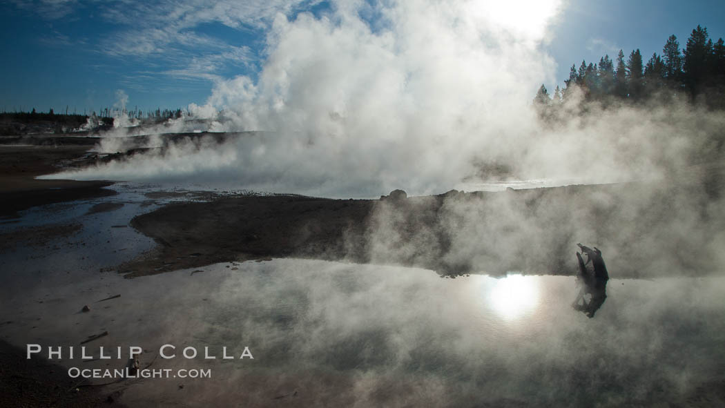 Steam rises at sunrise in Norris Geyser Basin.  Located at the intersection of three tectonic faults, Norris Geyser Basin is the hottest and most active geothermal area in Yellowstone National Park. Wyoming, USA, natural history stock photograph, photo id 26944