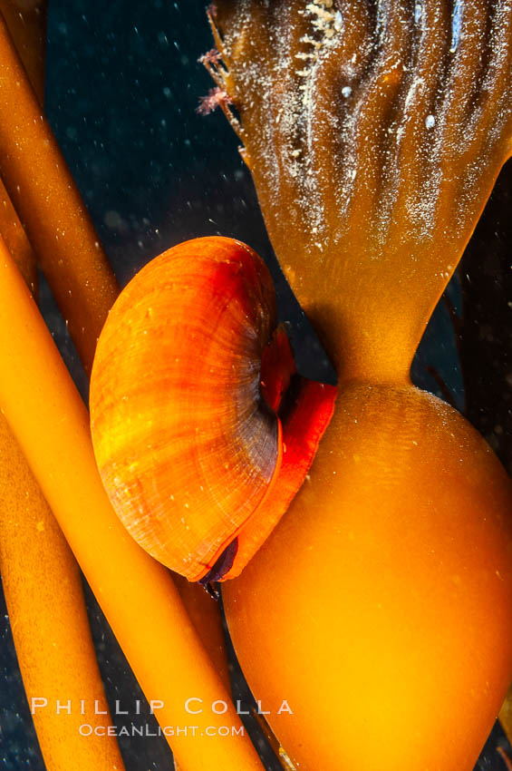 Norris topsnail (aka, kelp snail), clings to a kelp pneumatocyst (bubble) at the base of a stipe/blade, midway in the water column. San Nicholas Island, California, USA, Macrocystis pyrifera, Norrisia norrisi, natural history stock photograph, photo id 10214