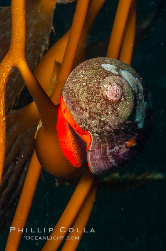 Norris topsnail (aka, kelp snail), clings to a kelp pneumatocyst (bubble) at the base of a stipe/blade, midway in the water column. San Nicholas Island, California, USA, Macrocystis pyrifera, Norrisia norrisi, natural history stock photograph, photo id 10212