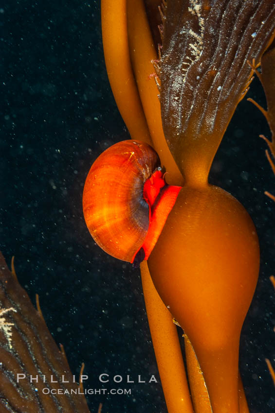 Norris topsnail (aka, kelp snail), clings to a kelp pneumatocyst (bubble) at the base of a stipe/blade, midway in the water column. San Nicholas Island, California, USA, Macrocystis pyrifera, Norrisia norrisi, natural history stock photograph, photo id 10213