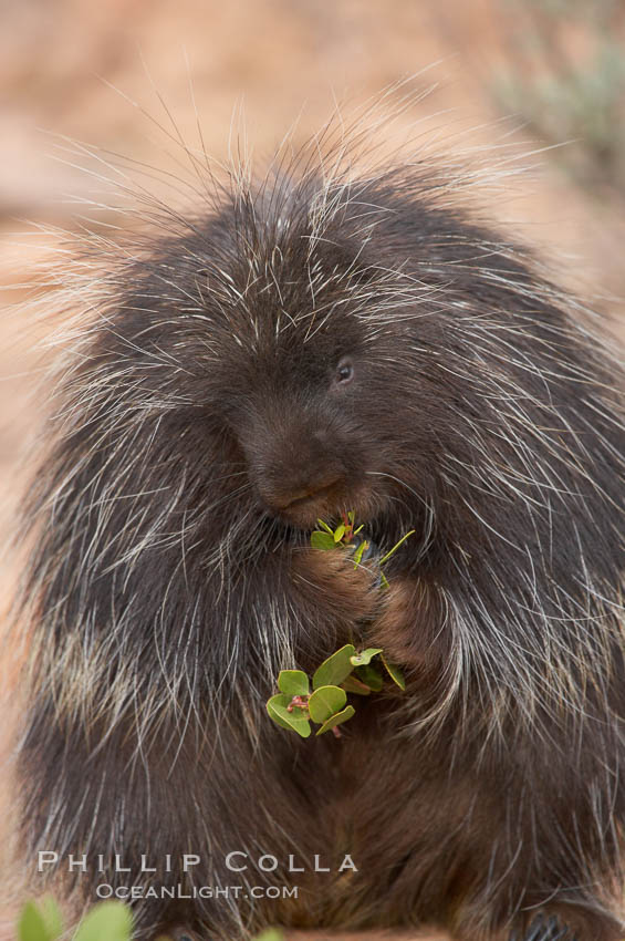 North American porcupine., Erethizon dorsatum, natural history stock photograph, photo id 12146