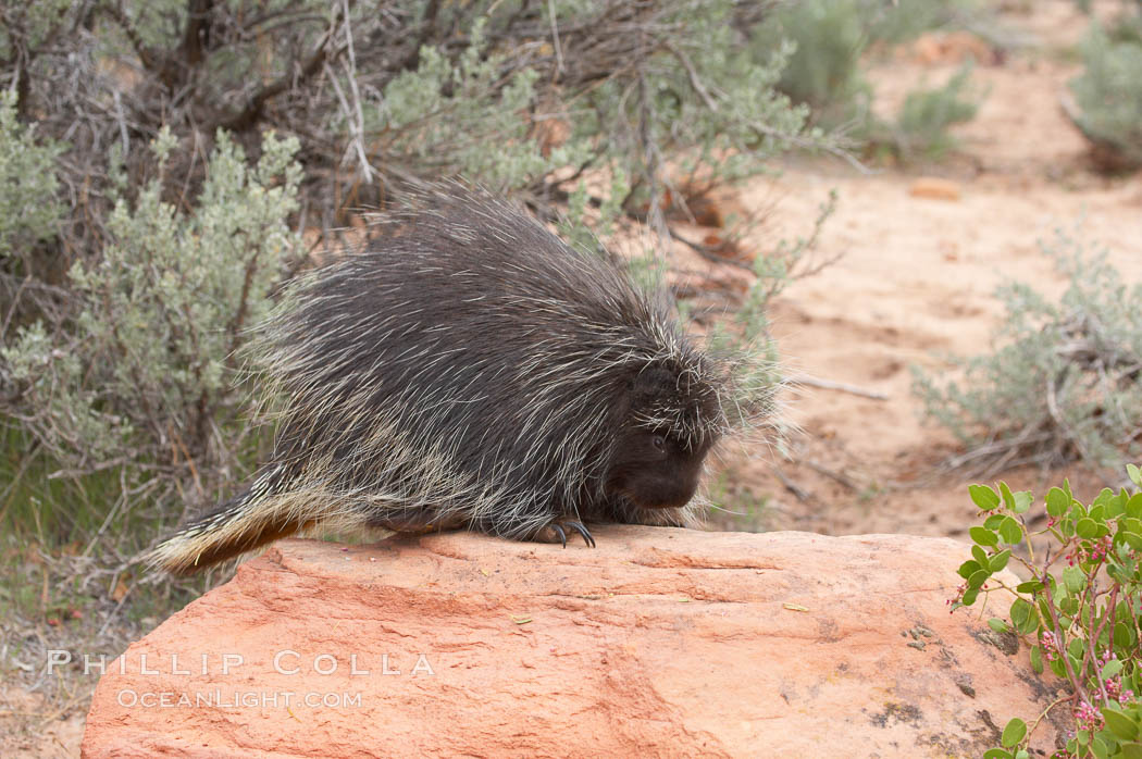 North American porcupine., Erethizon dorsatum, natural history stock photograph, photo id 12150