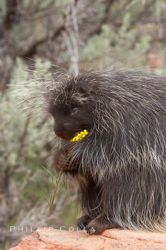 North American porcupine., Erethizon dorsatum, natural history stock photograph, photo id 12154