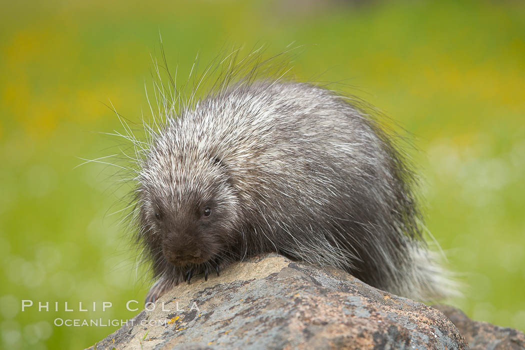 North American porcupine., Erethizon dorsatum, natural history stock photograph, photo id 15938