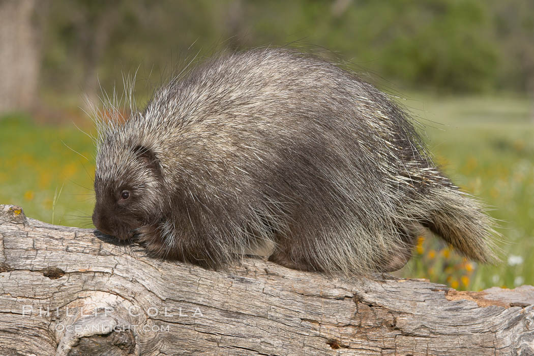 North American porcupine., Erethizon dorsatum, natural history stock photograph, photo id 15942