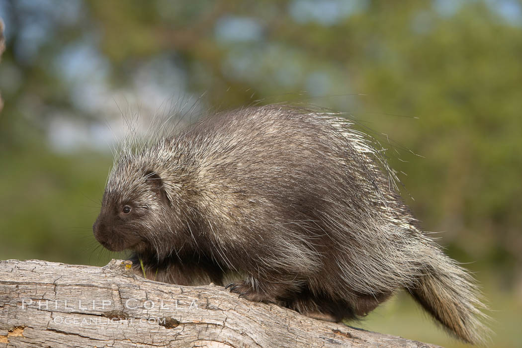 North American porcupine., Erethizon dorsatum, natural history stock photograph, photo id 15946