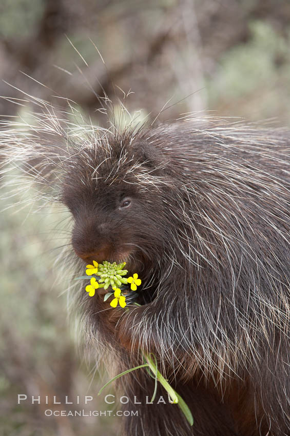 North American porcupine., Erethizon dorsatum, natural history stock photograph, photo id 12152