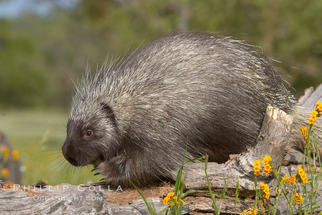 North American porcupine., Erethizon dorsatum, natural history stock photograph, photo id 15936