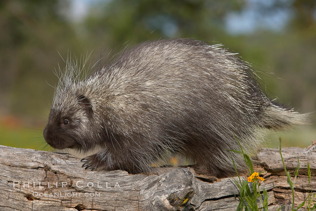 North American porcupine., Erethizon dorsatum, natural history stock photograph, photo id 15940