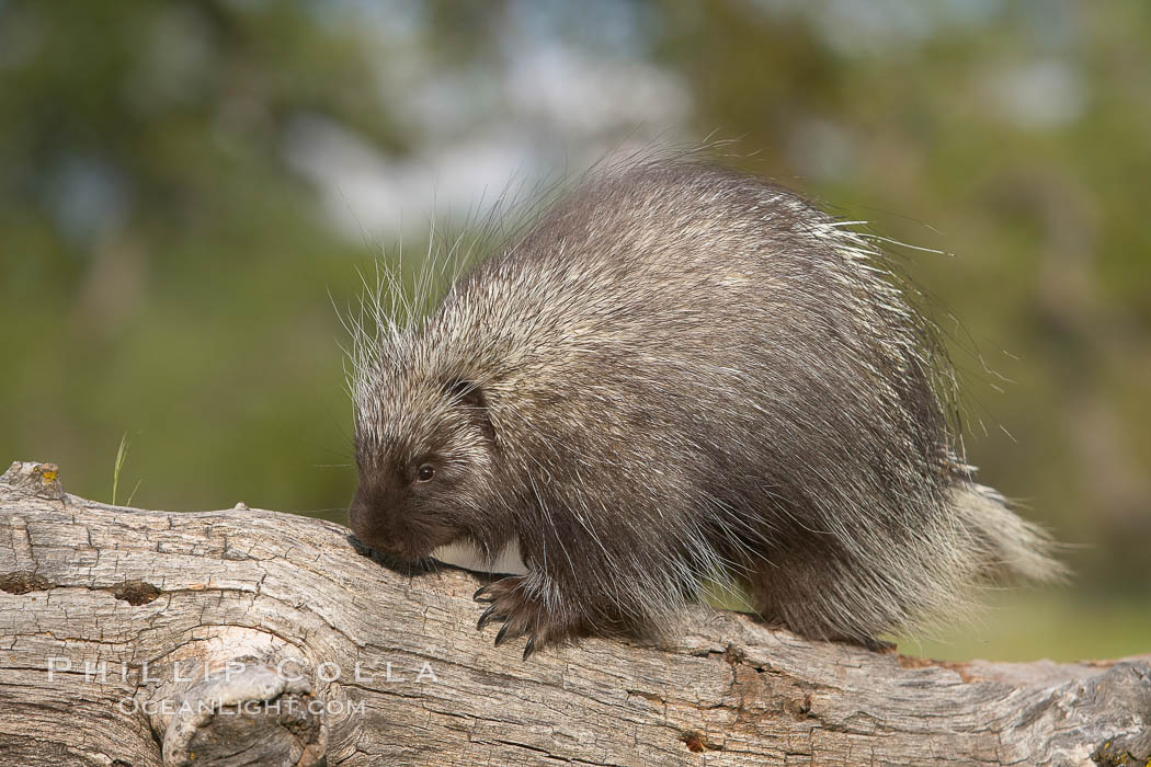 North American porcupine., Erethizon dorsatum, natural history stock photograph, photo id 15944