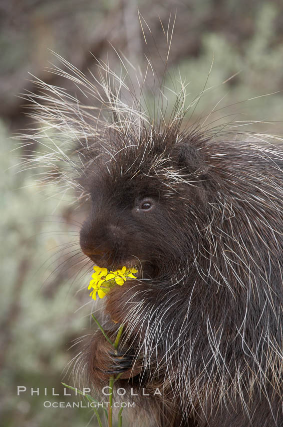 North American porcupine., Erethizon dorsatum, natural history stock photograph, photo id 12147