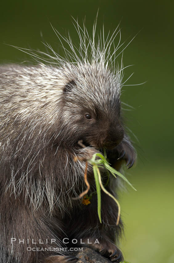 North American porcupine., Erethizon dorsatum, natural history stock photograph, photo id 15939