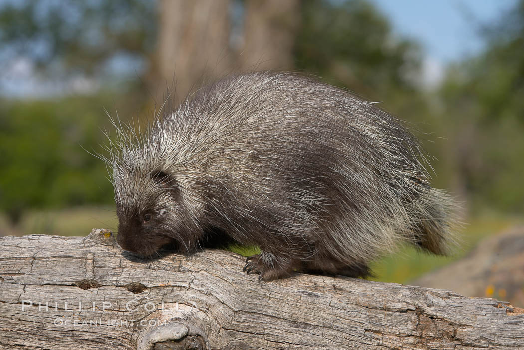 North American porcupine., Erethizon dorsatum, natural history stock photograph, photo id 15943