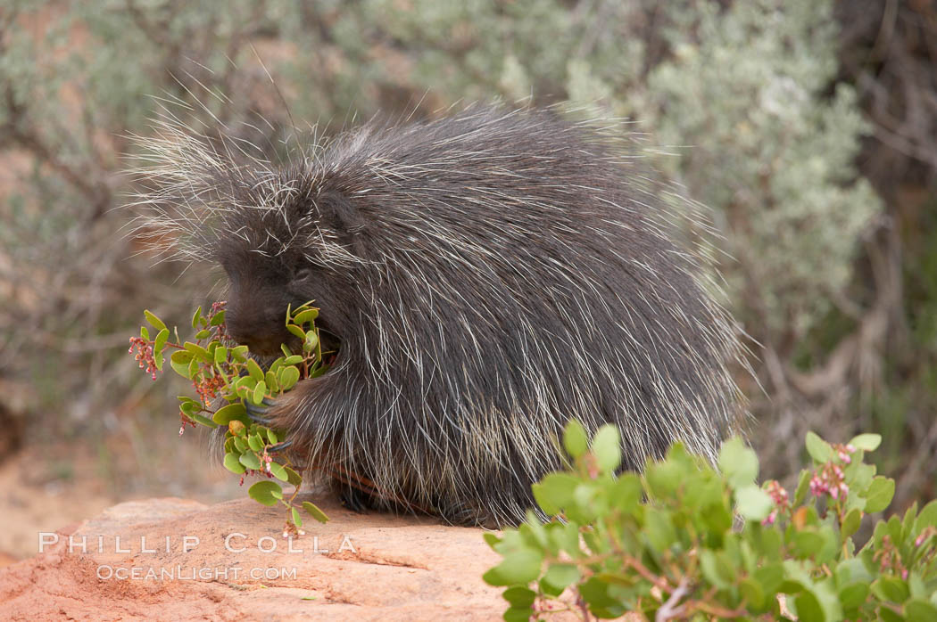 North American porcupine., Erethizon dorsatum, natural history stock photograph, photo id 12149