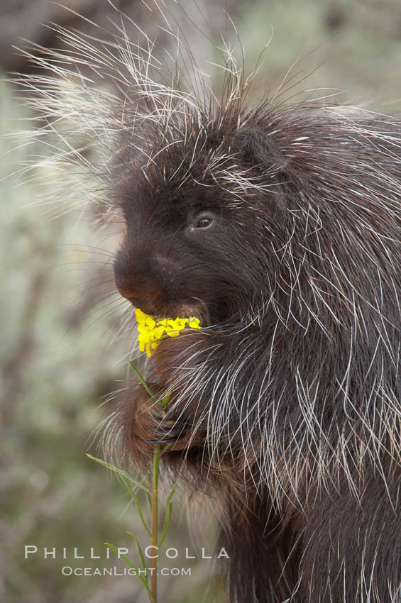 North American porcupine., Erethizon dorsatum, natural history stock photograph, photo id 12153