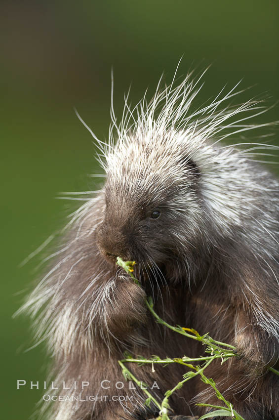 North American porcupine., Erethizon dorsatum, natural history stock photograph, photo id 15941