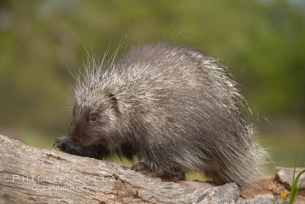 North American porcupine., Erethizon dorsatum, natural history stock photograph, photo id 15945