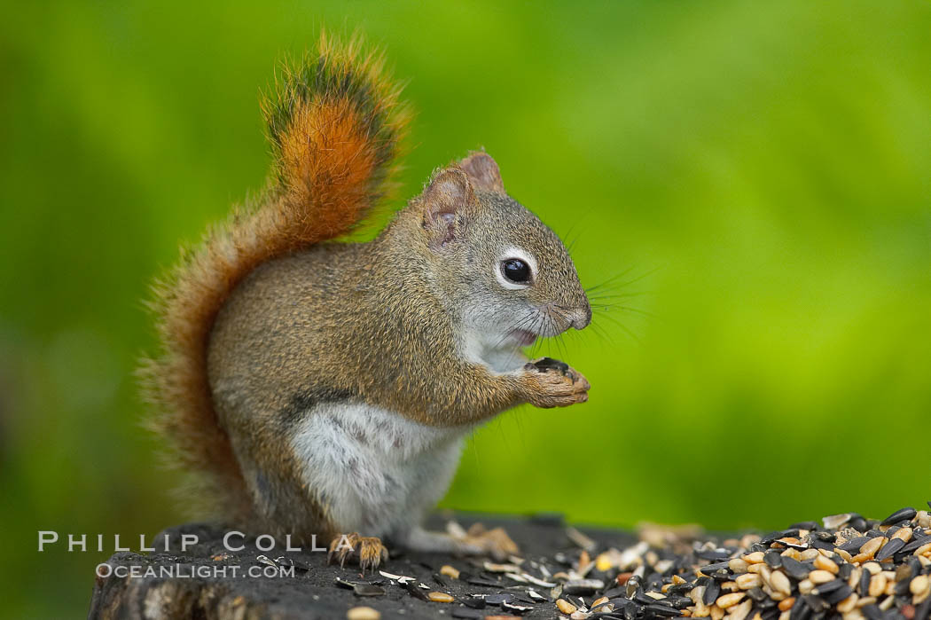 North American red squirrel eats seeds in the shade of a Minnesota birch forest.  Red squirrels are found in coniferous, deciduous and mixed forested habitats from Alaska, across Canada, throughout the Northeast and south to the Appalachian states, as well as in the Rocky Mountains. Orr, USA, Tamiasciurus hudsonicus, natural history stock photograph, photo id 18906