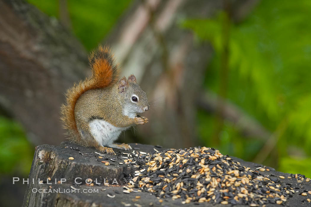 North American red squirrel eats seeds in the shade of a Minnesota birch forest.  Red squirrels are found in coniferous, deciduous and mixed forested habitats from Alaska, across Canada, throughout the Northeast and south to the Appalachian states, as well as in the Rocky Mountains. Orr, USA, Tamiasciurus hudsonicus, natural history stock photograph, photo id 18908