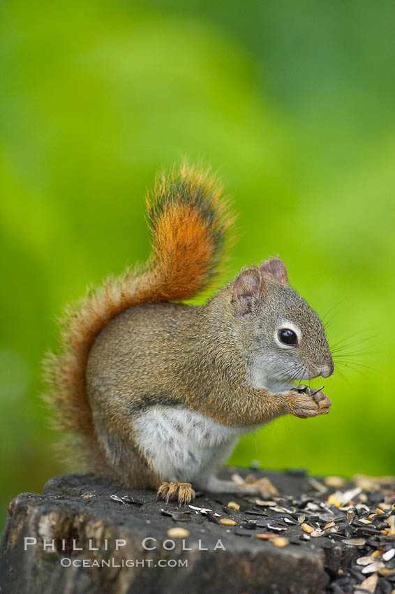 North American red squirrel eats seeds in the shade of a Minnesota birch forest.  Red squirrels are found in coniferous, deciduous and mixed forested habitats from Alaska, across Canada, throughout the Northeast and south to the Appalachian states, as well as in the Rocky Mountains. Orr, USA, Tamiasciurus hudsonicus, natural history stock photograph, photo id 18905