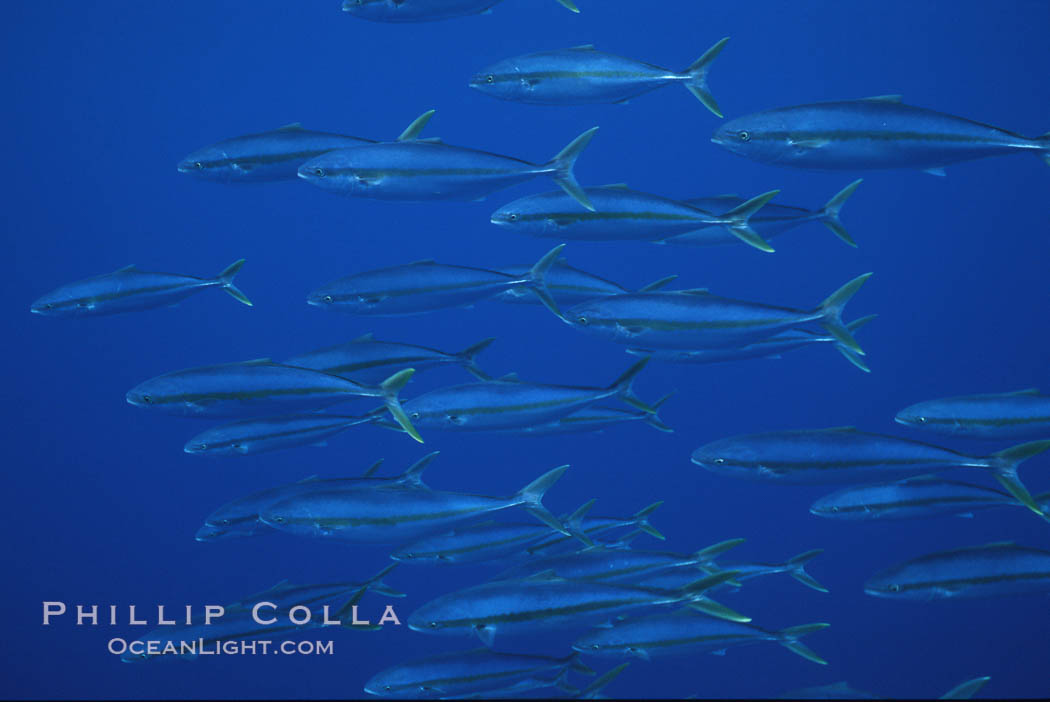 North Pacific Yellowtail, schooling, open ocean under drift kelp., Seriola lalandi, natural history stock photograph, photo id 05206