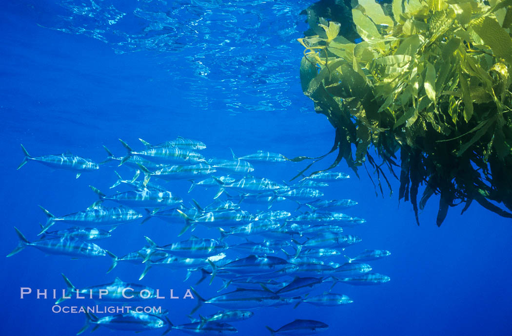 North Pacific Yellowtail school under a patch of drift kelp, open ocean. San Diego, California, USA, Seriola lalandi, natural history stock photograph, photo id 07000