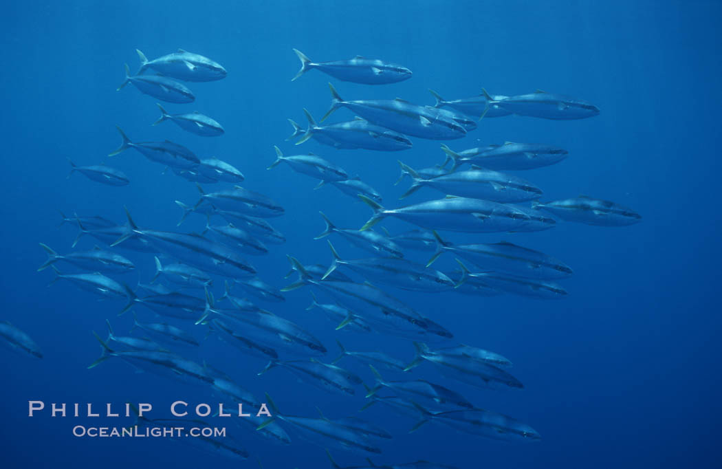 North Pacific Yellowtail, schooling, open ocean under drift kelp., Seriola lalandi, natural history stock photograph, photo id 07080