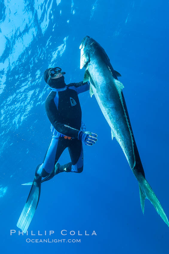 Craig OConnor and his pending spearfishing world record North Pacific yellowtail (77.4 pounds), taken on a breathold dive with a band-power speargun near Abalone Point.  Guadalupe Island is home to enormous yellowtail.  The three most recent spearfishing world records for Northern yellowtail have been taken at Guadalupe. July 2004. Guadalupe Island (Isla Guadalupe), Baja California, Mexico, Seriola lalandi, natural history stock photograph, photo id 09596