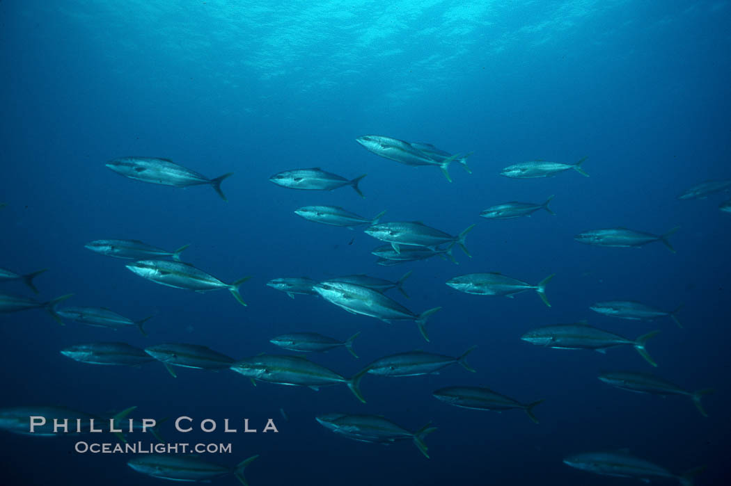 North Pacific Yellowtail. San Clemente Island, California, USA, Seriola lalandi, natural history stock photograph, photo id 01123