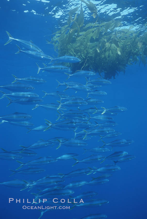 North Pacific Yellowtail, schooling, open ocean under drift kelp., Seriola lalandi, natural history stock photograph, photo id 05203