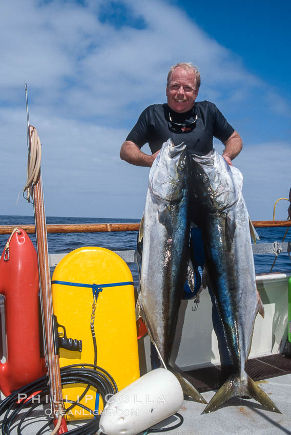 Joe Tobin and North Pacific Yellowtail, Islas San Benito. San Benito Islands (Islas San Benito), Baja California, Mexico, Seriola lalandi, natural history stock photograph, photo id 02385