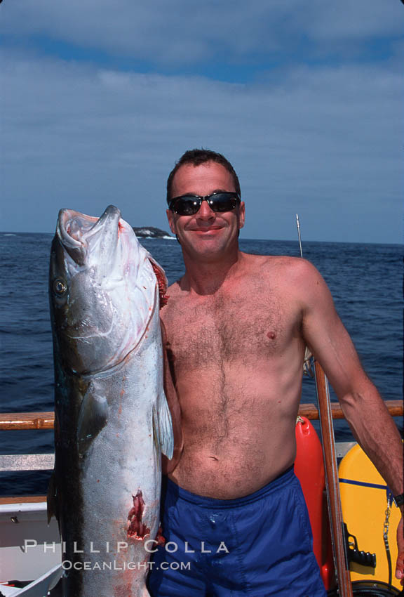 Jody Short and North Pacific Yellowtail, Islas San Benito. San Benito Islands (Islas San Benito), Baja California, Mexico, Seriola lalandi, natural history stock photograph, photo id 02386