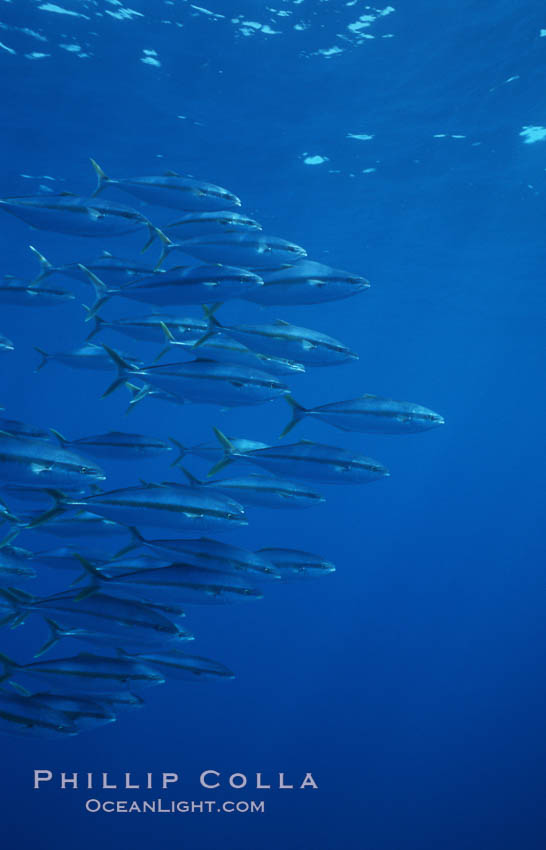 North Pacific Yellowtail, schooling, open ocean under drift kelp., Seriola lalandi, natural history stock photograph, photo id 07078