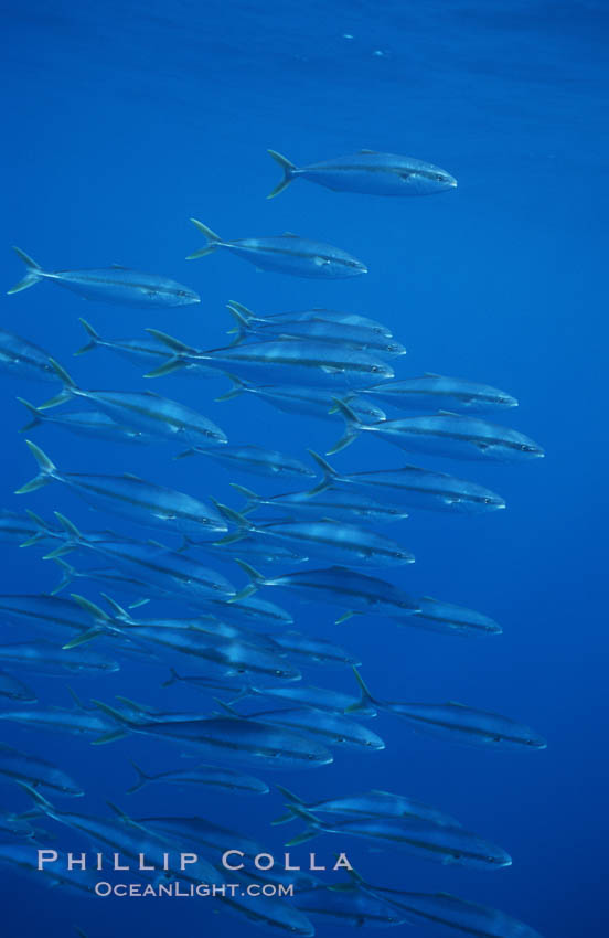 North Pacific Yellowtail, schooling, open ocean under drift kelp., Seriola lalandi, natural history stock photograph, photo id 05204