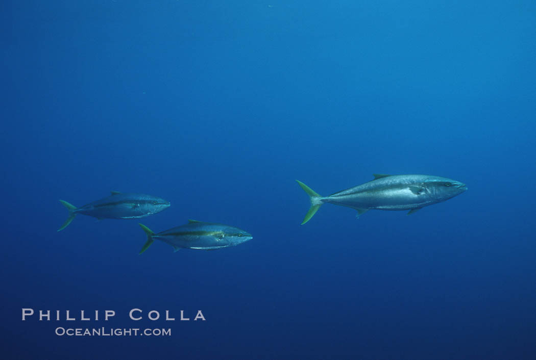 North Pacific Yellowtail, near drift kelp. San Diego, California, USA, Seriola lalandi, natural history stock photograph, photo id 01939