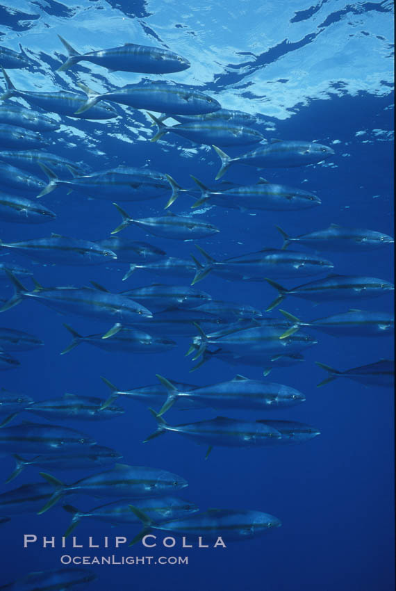 North Pacific Yellowtail, schooling, open ocean under drift kelp., Seriola lalandi, natural history stock photograph, photo id 05207