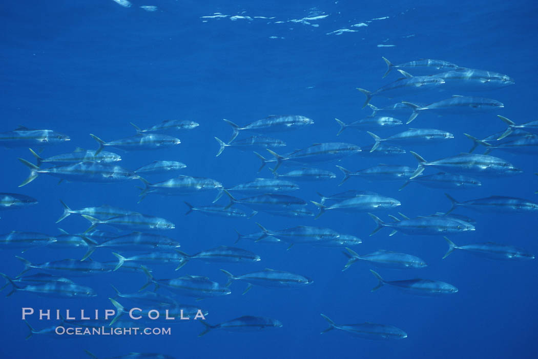 North Pacific Yellowtail, schooling, open ocean under drift kelp., Seriola lalandi, natural history stock photograph, photo id 05201