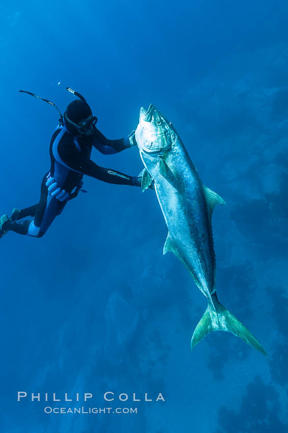 Craig OConnor and his pending spearfishing world record North Pacific yellowtail (77.4 pounds), taken on a breathold dive with a band-power speargun near Abalone Point.  Guadalupe Island is home to enormous yellowtail.  The three most recent spearfishing world records for Northern yellowtail have been taken at Guadalupe. July 2004. Guadalupe Island (Isla Guadalupe), Baja California, Mexico, Seriola lalandi, natural history stock photograph, photo id 09597