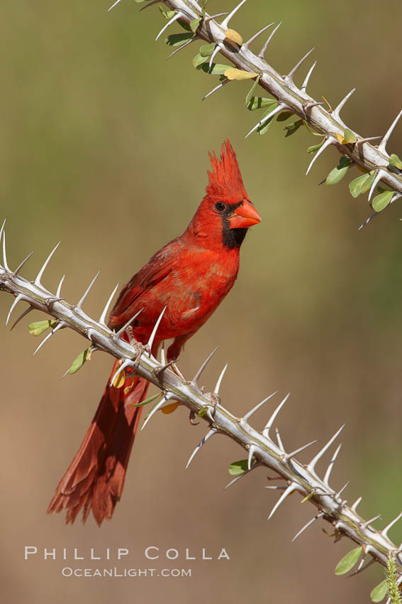 Northern cardinal, male. Amado, Arizona, USA, Cardinalis cardinalis, natural history stock photograph, photo id 22891